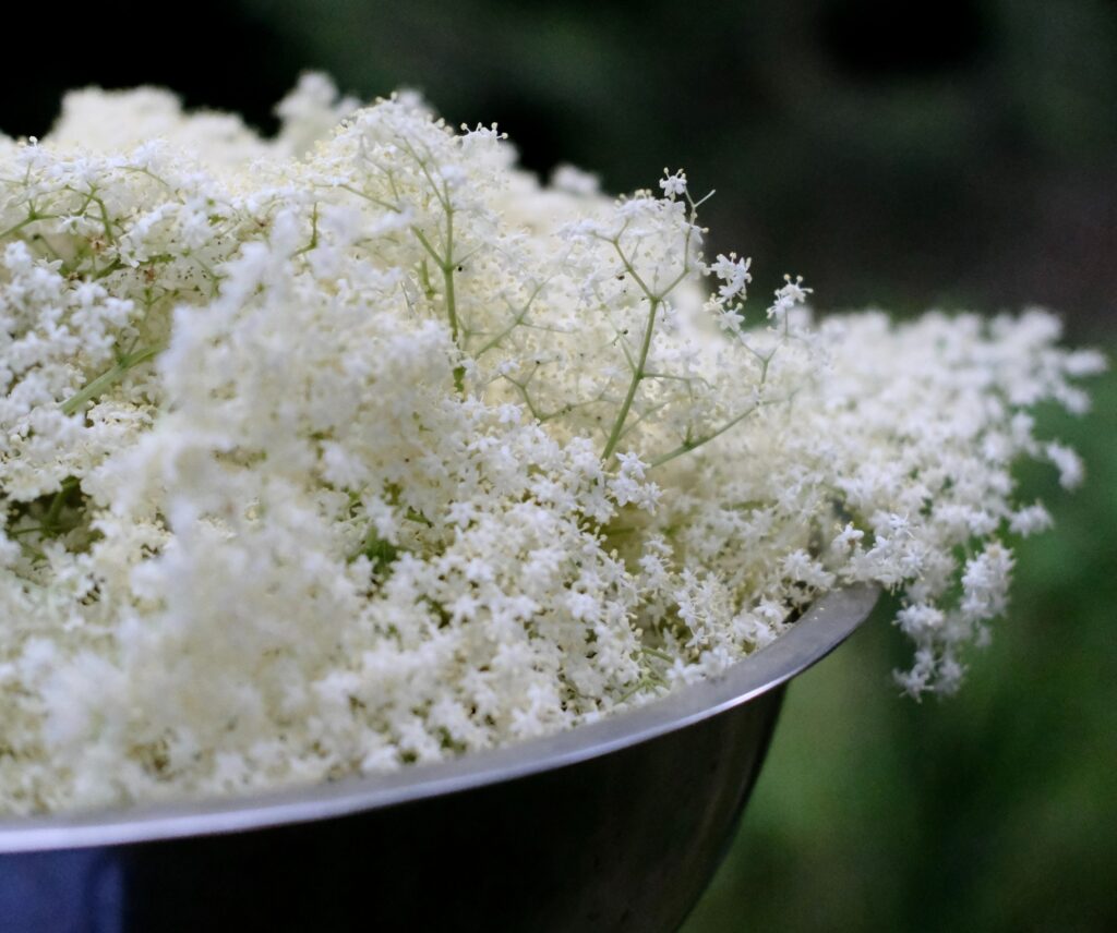 fiore di sambuco ricetta vermouth